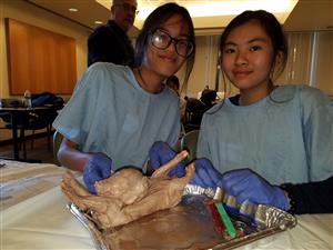 pig dissections 